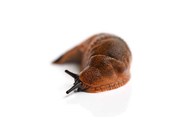 gastropod
