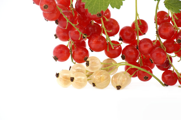 redcurrant