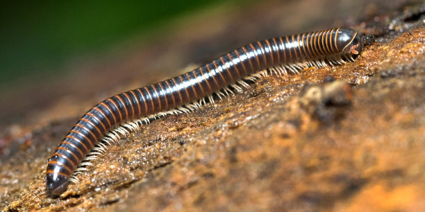 millipede