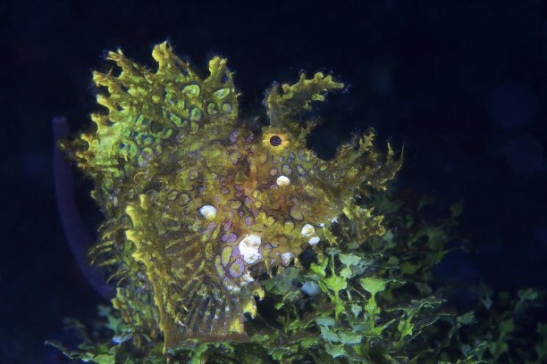 pterois