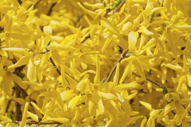 forsythia