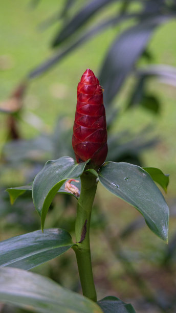 costus