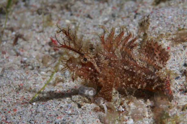 pterois