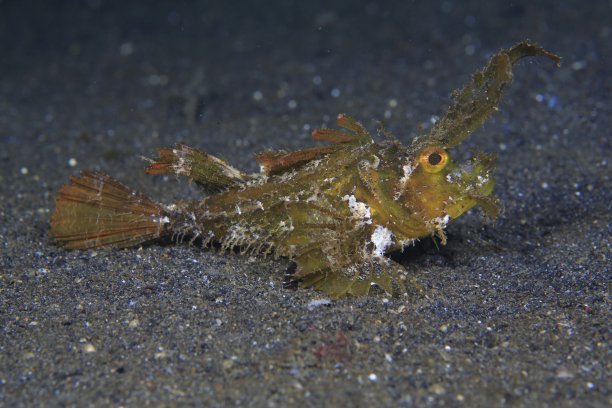 pterois