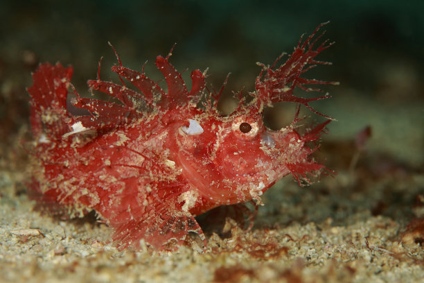 pterois
