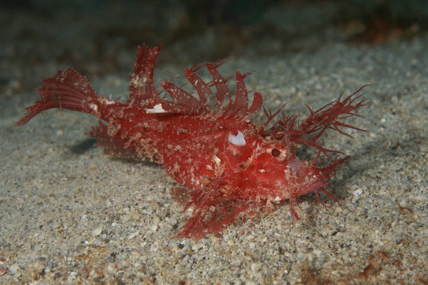 pterois