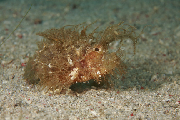 pterois