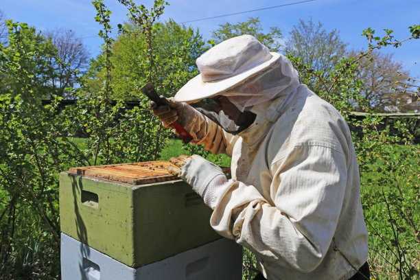beekeeper