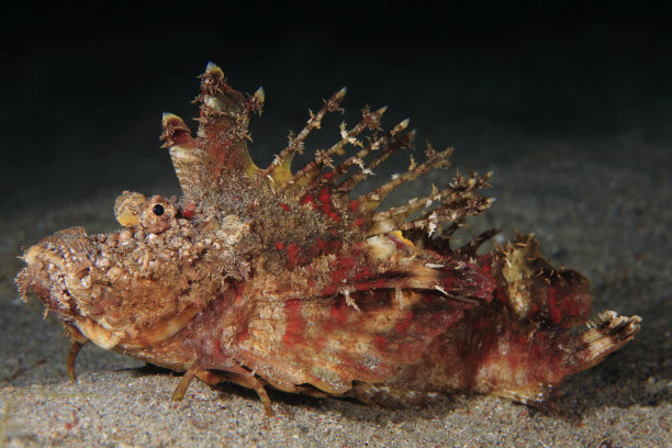 pterois