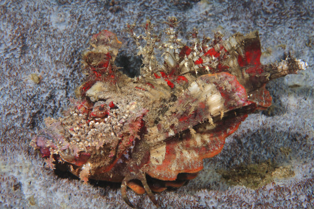 pterois