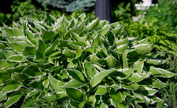 hosta