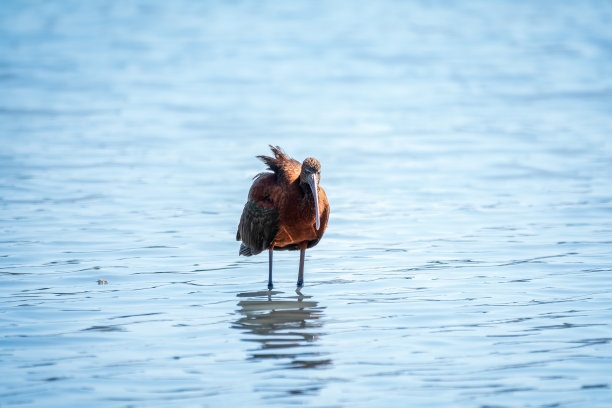 ibis