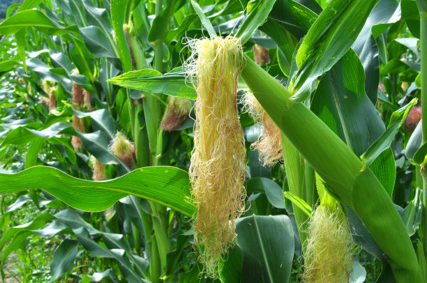 harvest