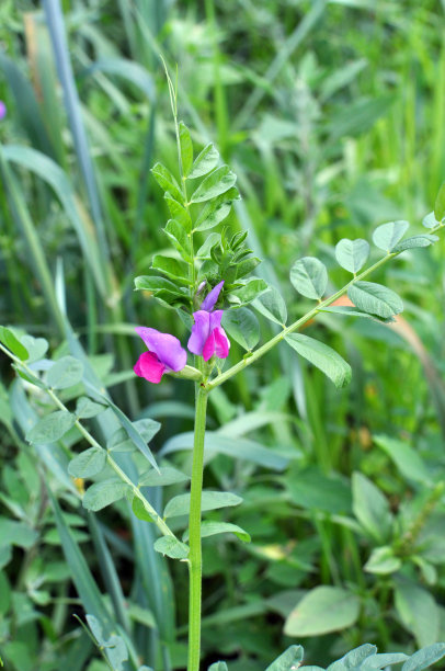 legume