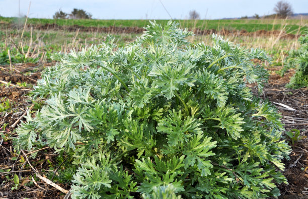 wormwood