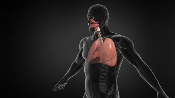 thymus