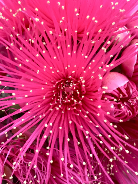 stamens