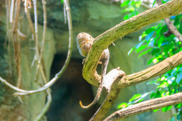 marmoset