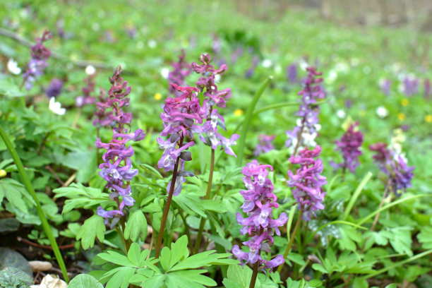 corydalis