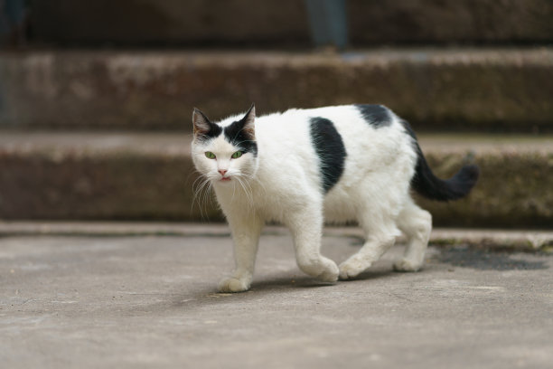 stray