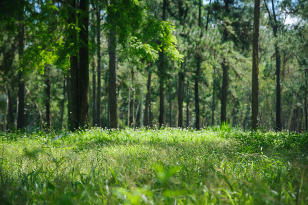 树林草坪