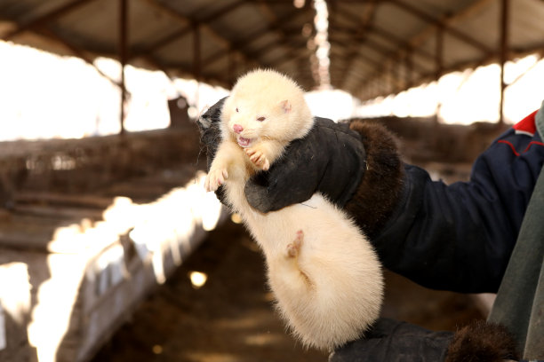 mustela