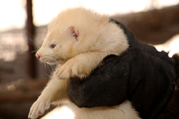 mustela