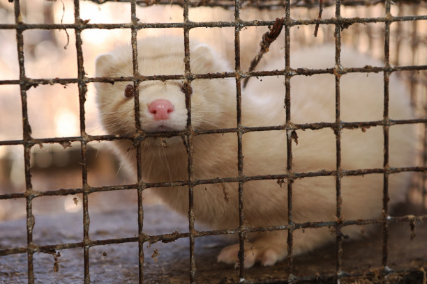 mustela