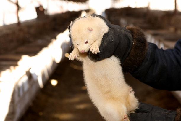 mustela