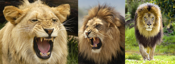 lions
