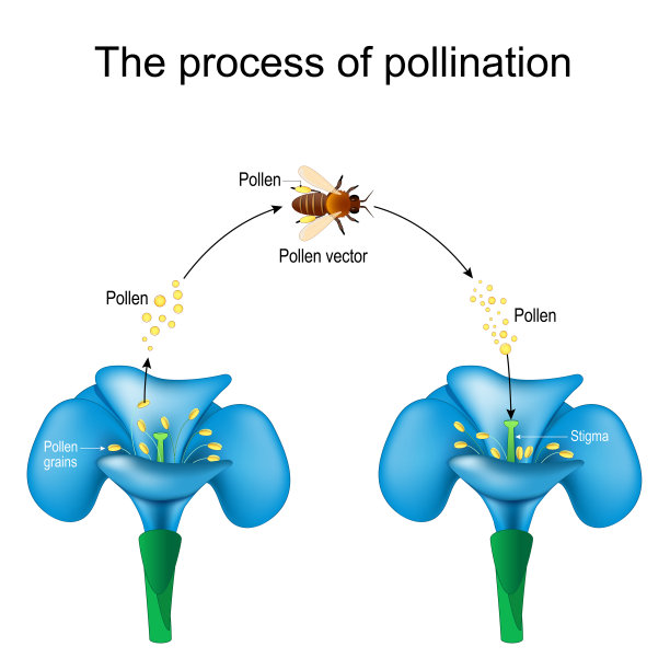 pollination