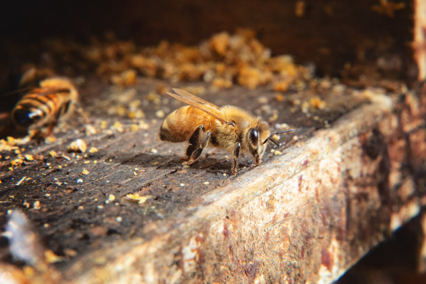 beekeeper