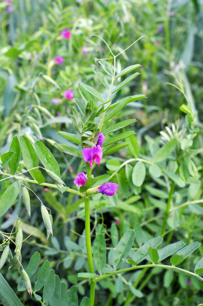 legume