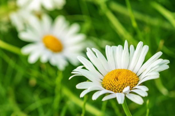 pyrethrum