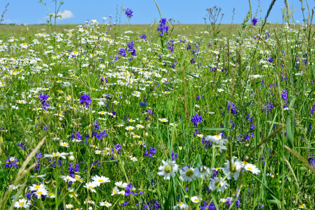 wildflowers