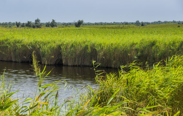 wetland