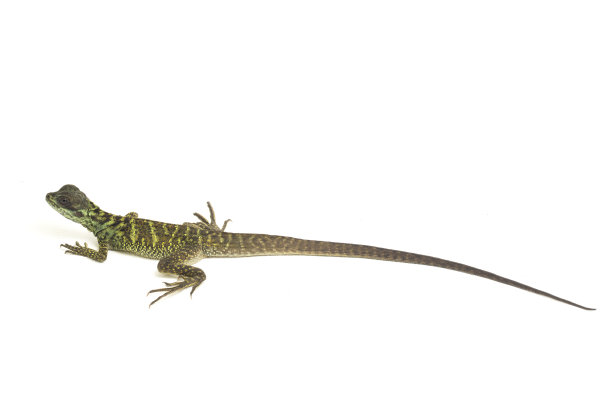 physignathus