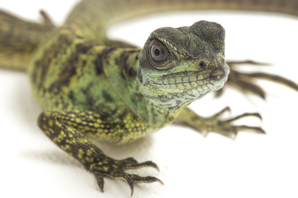 agama