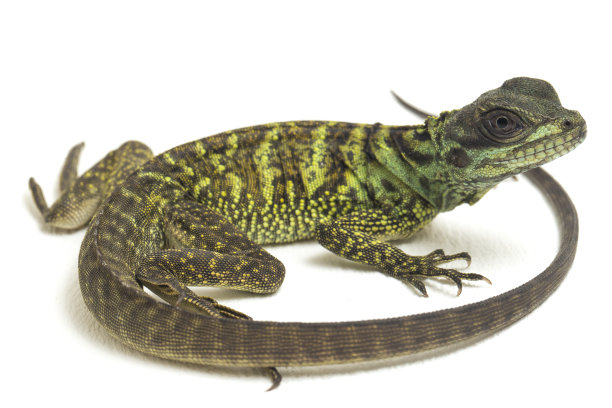 agama