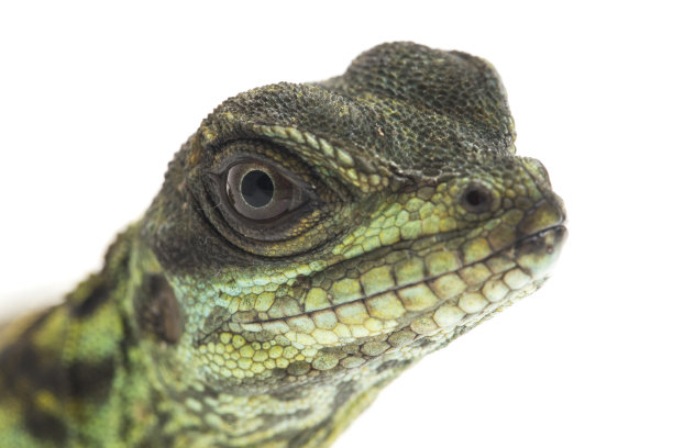 physignathus