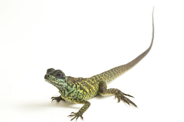 agama