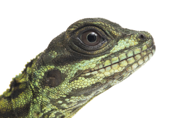 physignathus