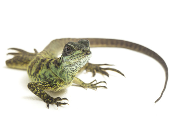 agama