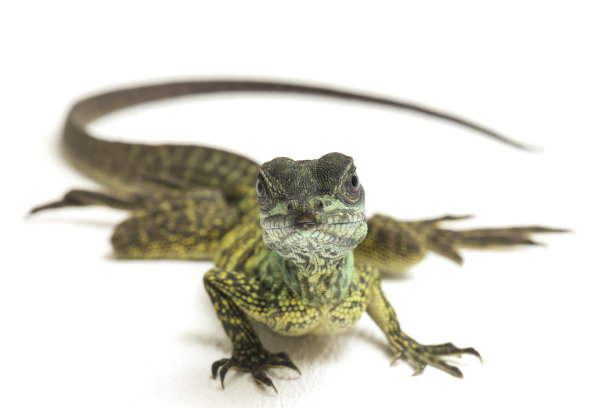 agama
