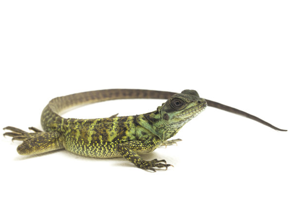 agama