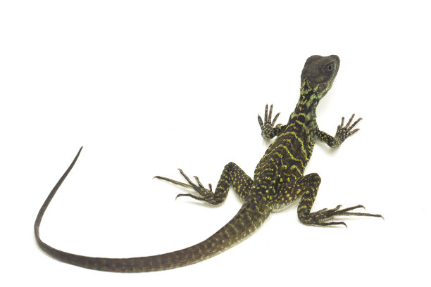 physignathus