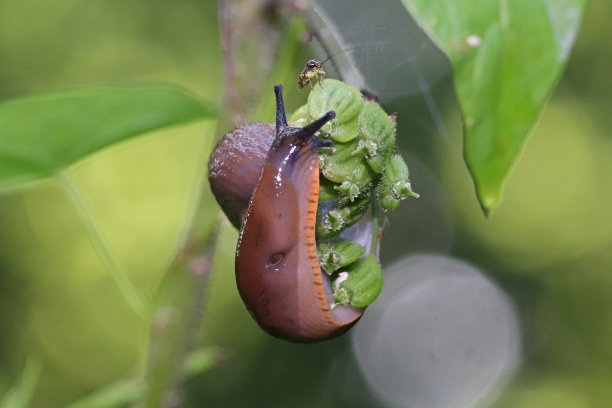 gastropod