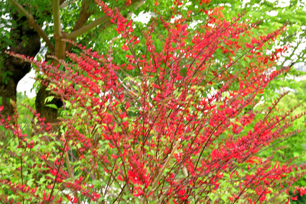日本珊瑚树花