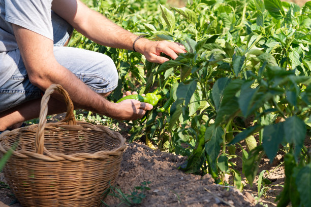 plantation