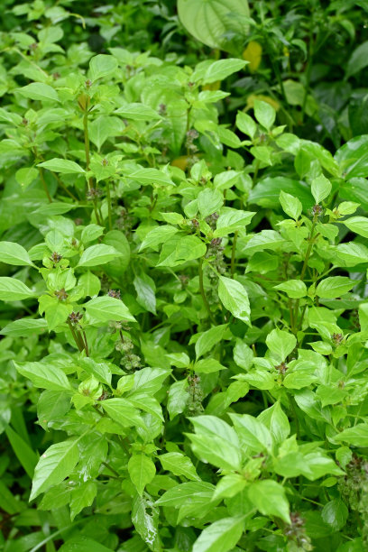 peppermint